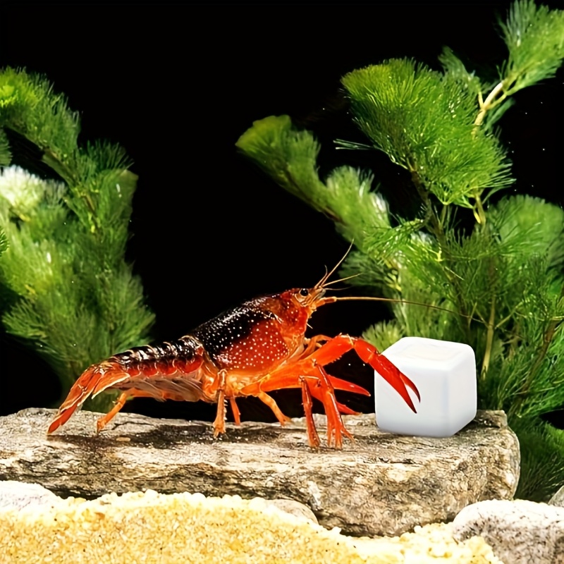 6個入り 魚タンク用カルシウムブロック ミネラル アクアリウ - Calcium Powder Reptile のレビューと価格